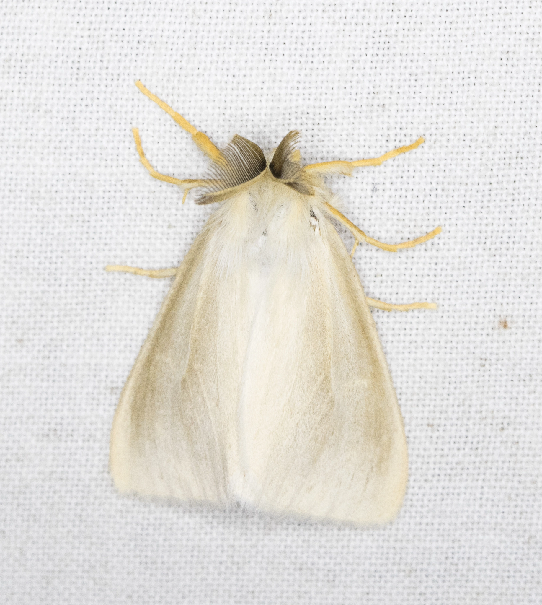 CU2A0807 Moerasspinner – Laelia coenosa Bas van de Meulengraaf 30 7 2016.jpg